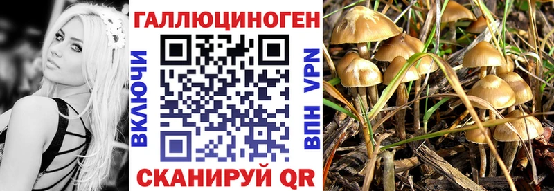 Псилоцибиновые грибы Psilocybine cubensis  Осташков 